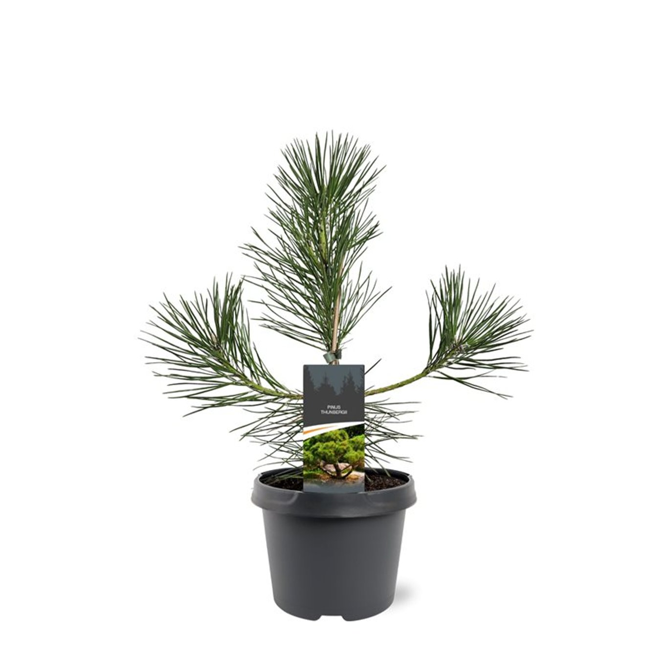 Pinus thunbergii - C3 30-40 CM
